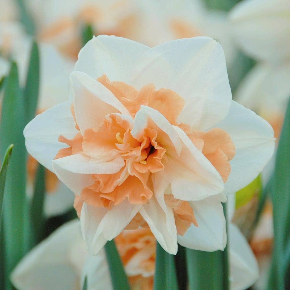 Daffodil Narcissus Double Petal Flower - for planting in home garden